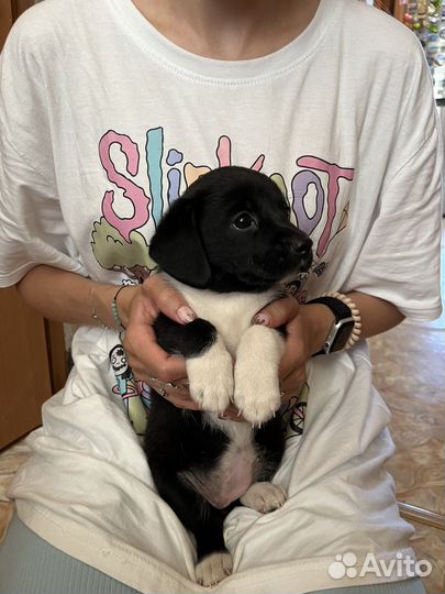 Щенки в добрые руки