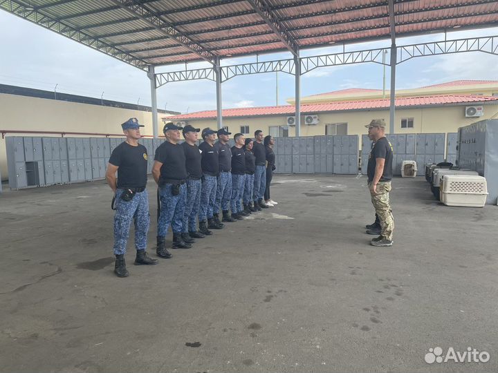 Дрессировка и обучение собак (кинолог) онлайн