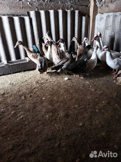 Утки индийский бегунок