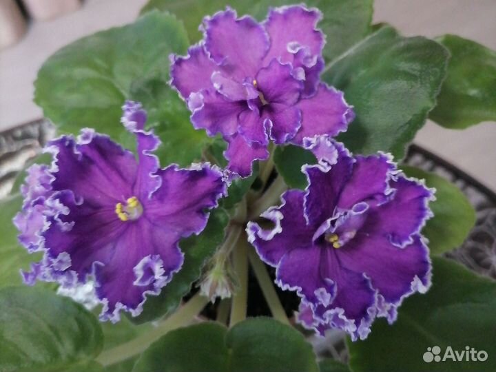 Фиалки сортовые цветущие