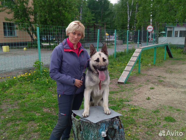 Дрессировка собак. Социализация