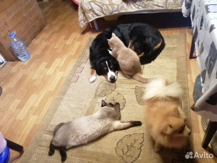 Молодая кошечка