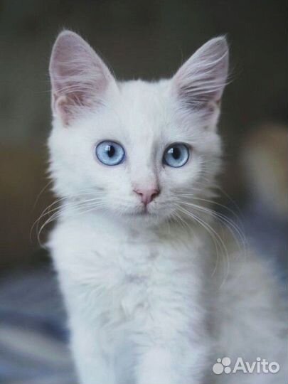 Отдам в добрые руки