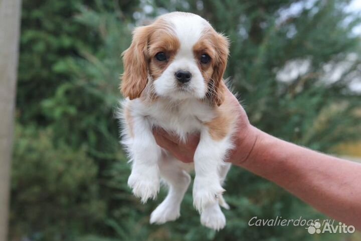 Щенок Кавалер Кинг Чарльз спаниель