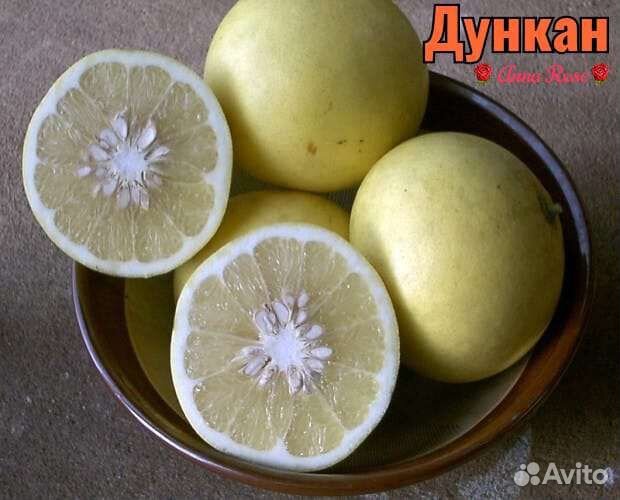 Цитрусовые растения