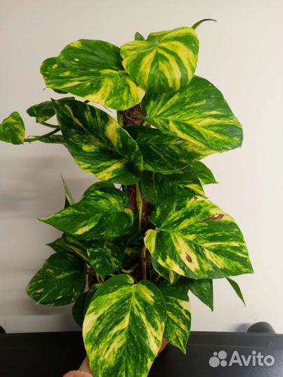 Эппипремнум Мосток золотистый срезом