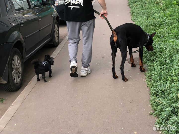 Выгул собак/ зооняня