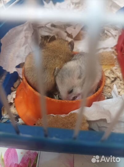 Сирийские хомячки малыши
