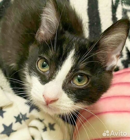 Котята 2,5 месяца,два мальчика