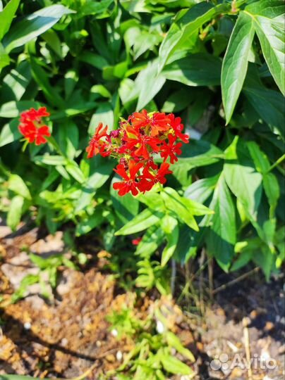 Многолетники для сада, цветы