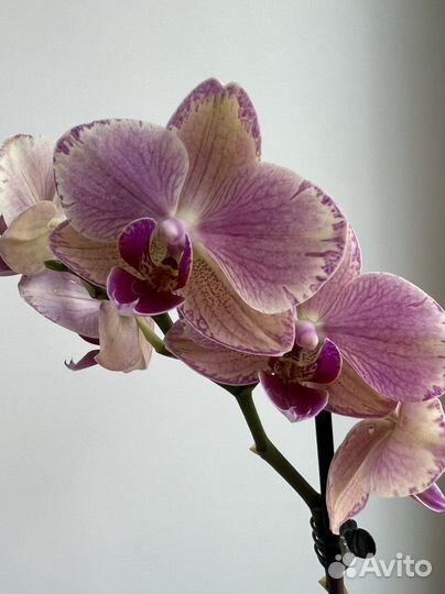 Орхидея фаленопсис Пират Пикоти