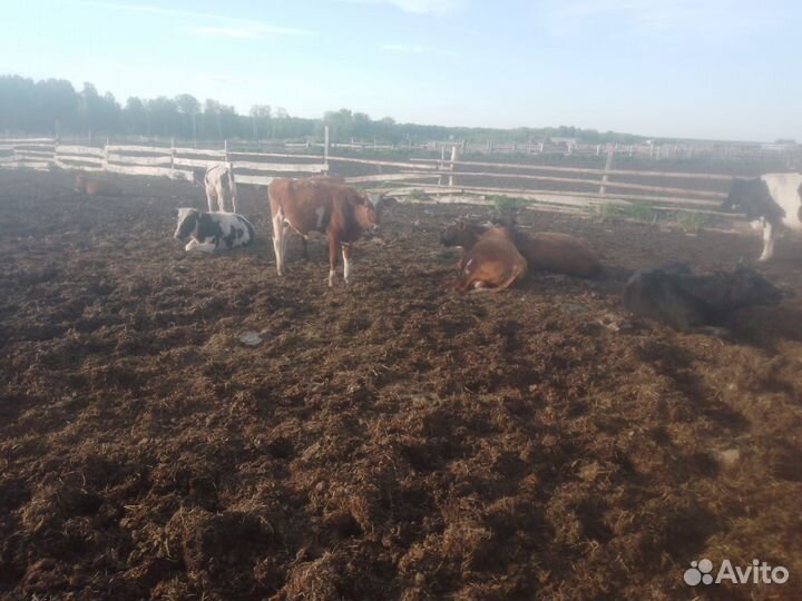 Телята телочки