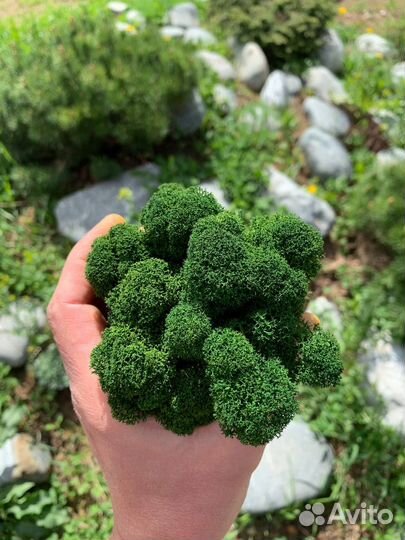 Стабилизированный мох ягель Зелёное Яблоко