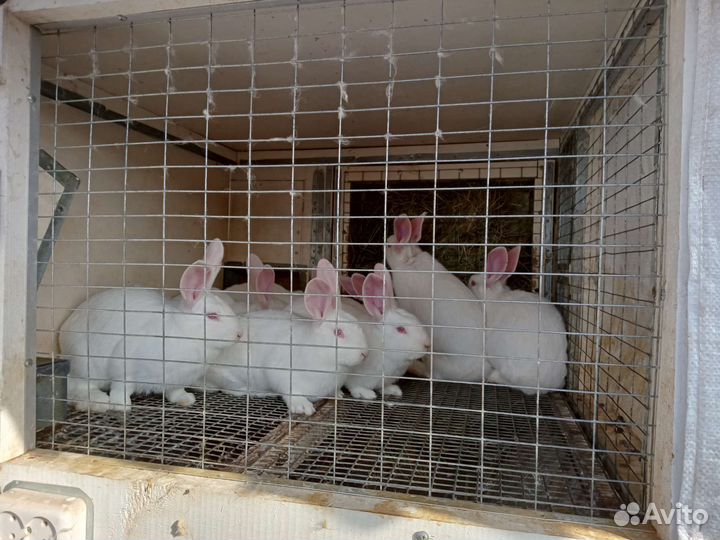 Белый панон