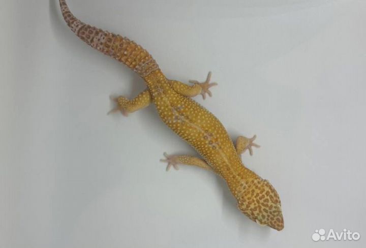 Геккон эублефар