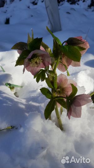 Морозник кавказский