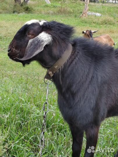 Нубийский козел