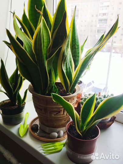 Сансевиерия