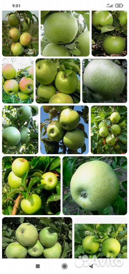 Саженцы яблони 2 метра
