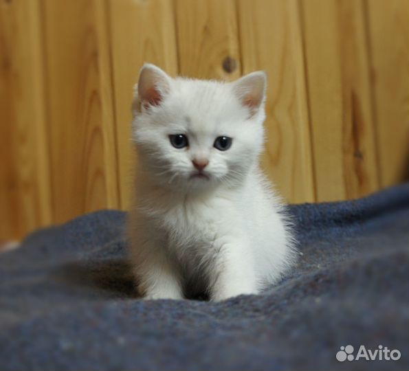 Британские малышки