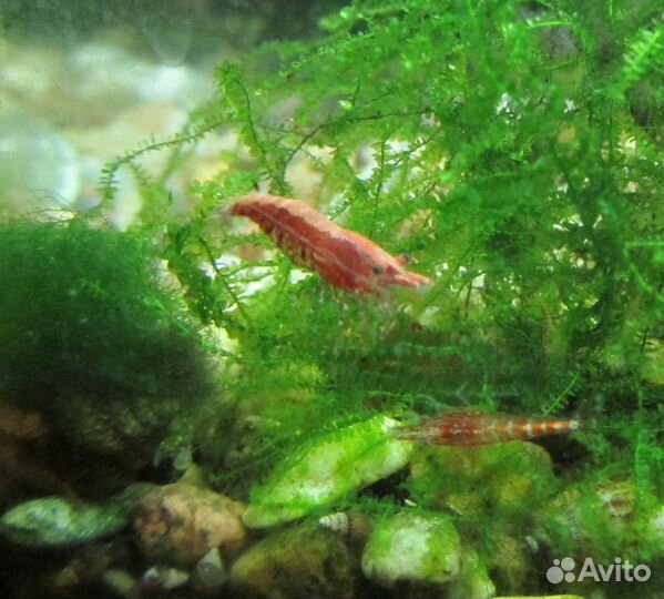 Креветки вишня