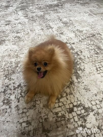 Померанский шпиц мини вязка