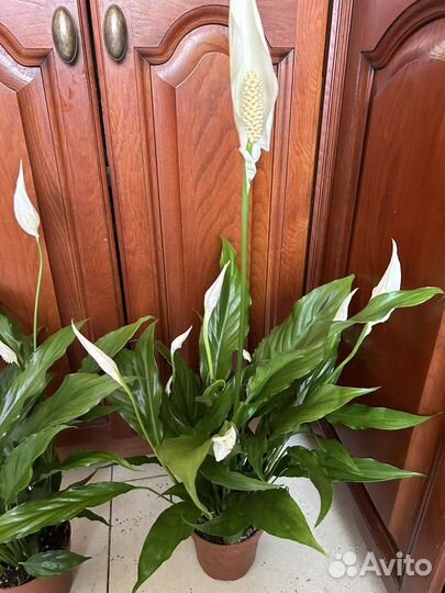 Спатифиллум крупноцветковый
