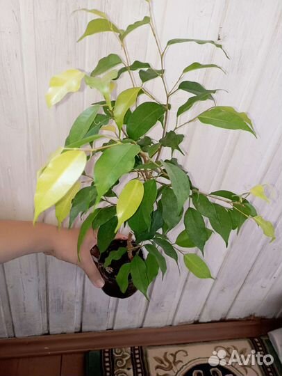 Фикусы. Неон