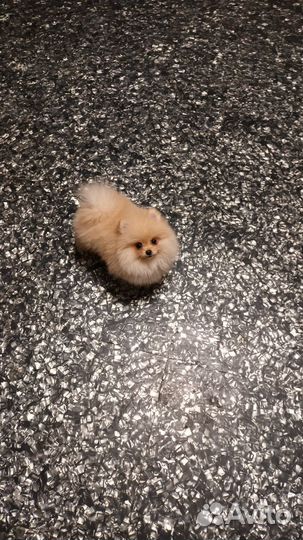 Померанский шпиц мини девочка