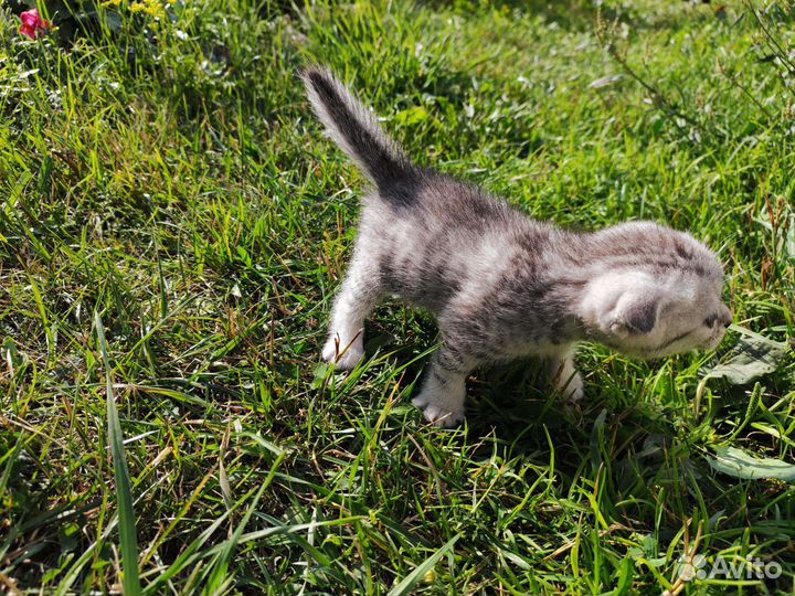 Продам котят от шведской вислоухой кошки