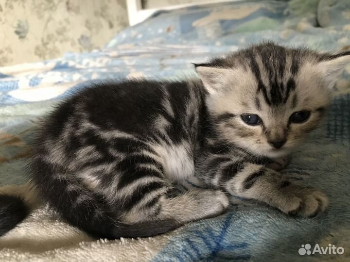 Британские котята