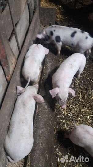Поросята