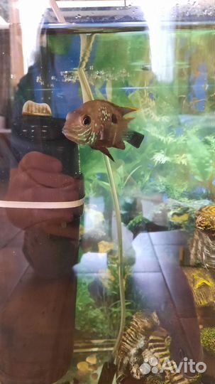 Аквариум и цихлиды