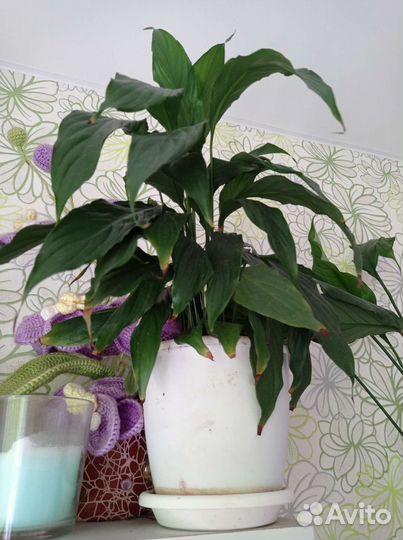 Спатифиллум