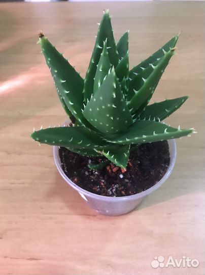 Алоэ Перфолиата