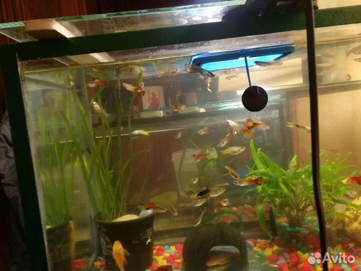 Рыбки Гуппи, анцытрусы сомы, меценосцы