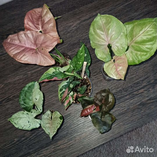 Комнатные цветы много разных