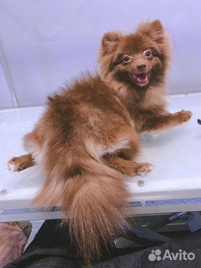 Модель на груминг