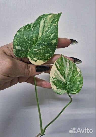 Монстера Вайт сноу