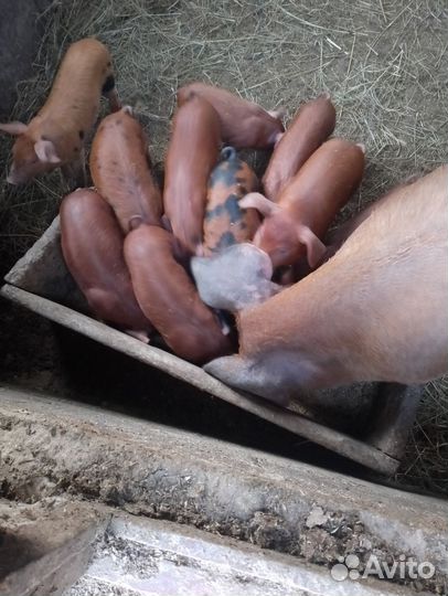 Поросята дюрок
