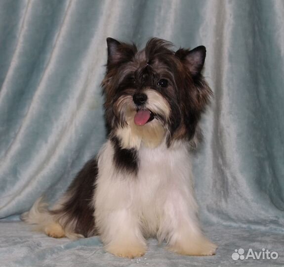 Девочка стандарт