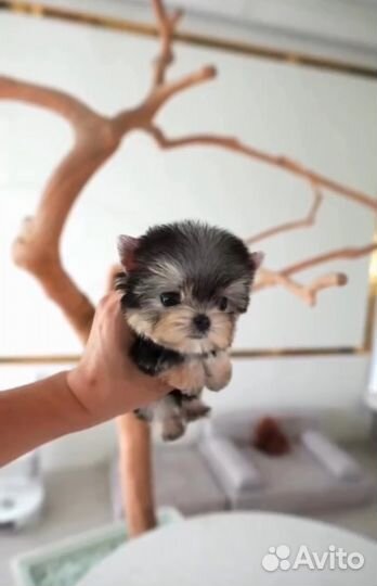 Йоркширский терьер микро