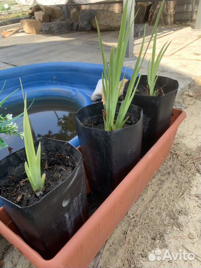 Ирис болотный желтый, многолетник