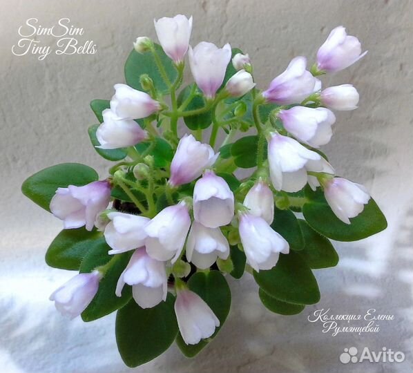 Миниатюрные фиалки