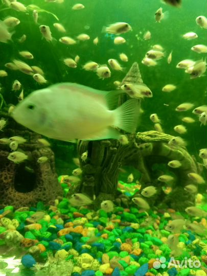 Малёк цихлазома фламинго