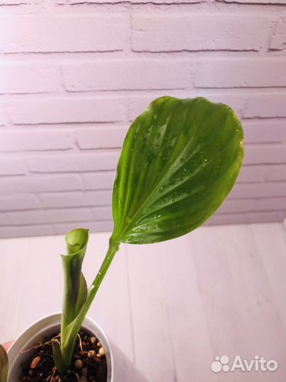 Кемпферии вариегатные