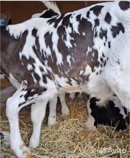 Телята бычки