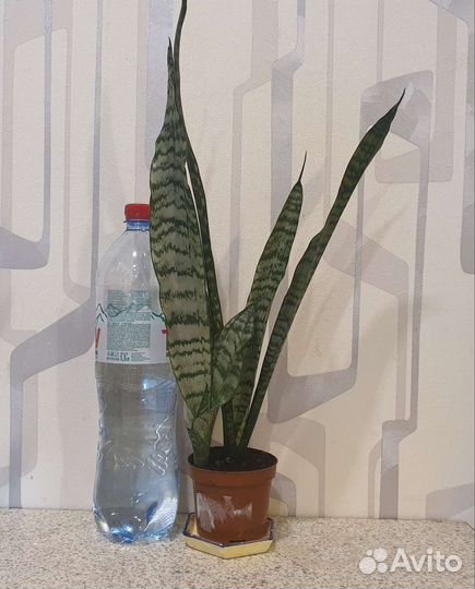 Сансевиерия