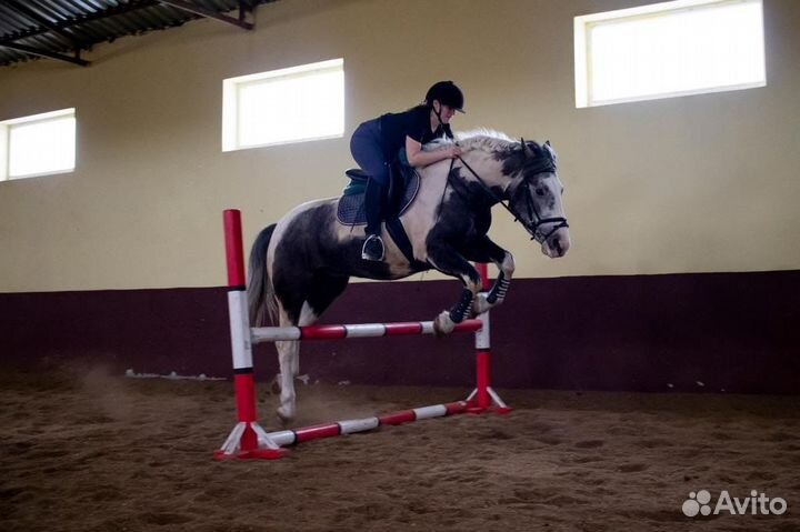 Лошадь пегий красавчик