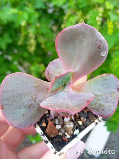 Разные суккуленты